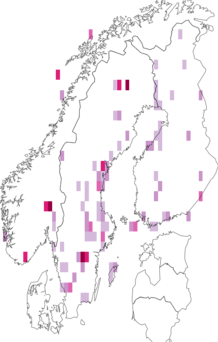 Kaarta Oecetis ochracea. Data source: GBIF