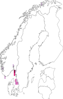 Fyndkarta för Amphipholis. Datakälla: GBIF