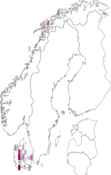 Fyndkarta för Cistella grevillei. Datakälla: GBIF