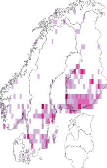 Fyndkarta för vithuvad korgblomvecklare. Datakälla: GBIF