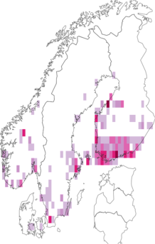 Fyndkarta för mörk gulfläckgråvecklare. Datakälla: GBIF