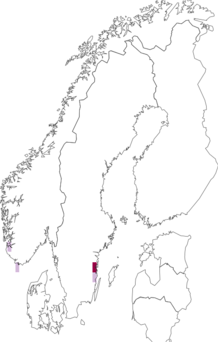 Kaarta Cotoneaster salicifolius. Data source: GBIF