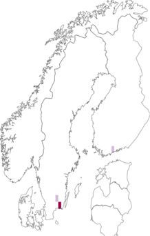 Levikukaart: Chenopodium borbasioides. Andmete allikas: GBIF
