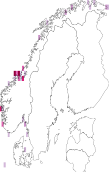 Fyndkarta för Aeolidia papillosa. Datakälla: GBIF