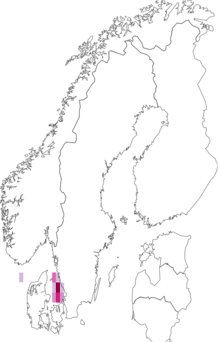 Fyndkarta för Gammaropsis maculata. Datakälla: GBIF