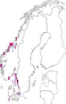 Fyndkarta för Scrobicularia plana. Datakälla: GBIF