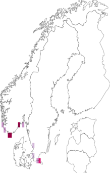 Fyndkarta för Scaphaphorura arenaria. Datakälla: GBIF