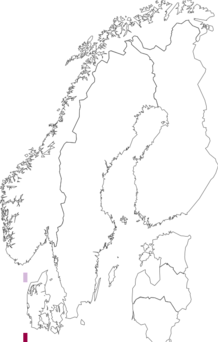 Fyndkarta för Scolelepis squamata. Datakälla: GBIF