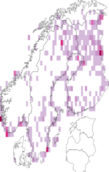 Fyndkarta för dvärgsparv. Datakälla: GBIF