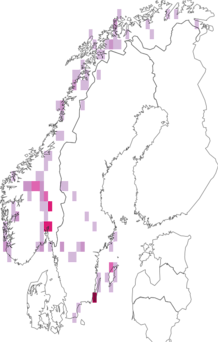 Kaarta Toninia sedifolia. Data source: GBIF