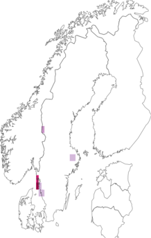 Fyndkarta för Aspicilia cupreogrisea. Datakälla: GBIF
