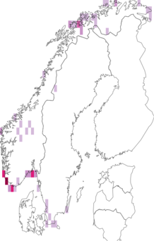 Fyndkarta för Willemia scandinavica. Datakälla: GBIF