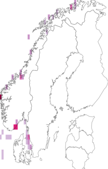 Fyndkarta för Montacuta substriata. Datakälla: GBIF
