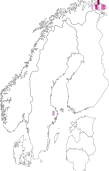 Fyndkarta för spetsbergsvallmo. Datakälla: GBIF