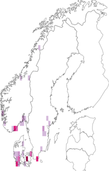 Fyndkarta för Dasyscyphella nivea. Datakälla: GBIF
