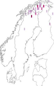 Fyndkarta för svart islandslav. Datakälla: GBIF