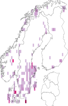 Kaarta Perizoma blandiata. Data source: GBIF
