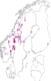 Fyndkarta för stormhattshumla. Datakälla: GBIF