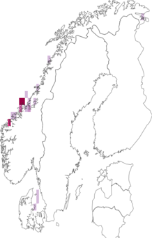 Fyndkarta för Goniodoris nodosa. Datakälla: GBIF