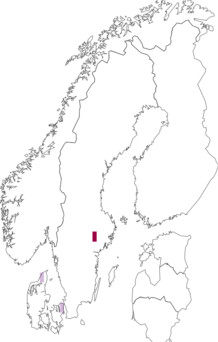 Fyndkarta för Vararia ochroleuca. Datakälla: GBIF