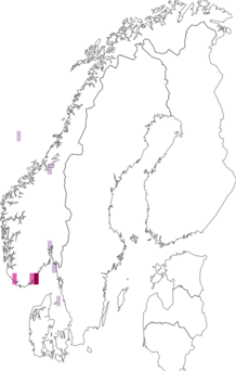 Fyndkarta för Melanella monterosatoi. Datakälla: GBIF