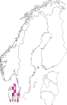 Fyndkarta för purpursloke. Datakälla: GBIF