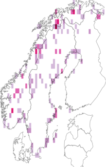Fyndkarta för kopparstrandlöpare. Datakälla: GBIF