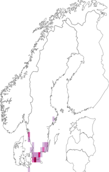 Kaarta Bruchidius villosus. Data source: GBIF