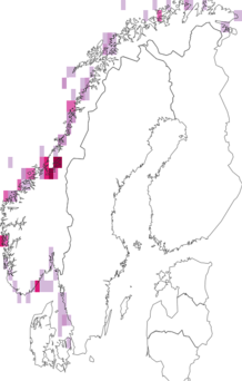 Fyndkarta för purpursnäckor. Datakälla: GBIF