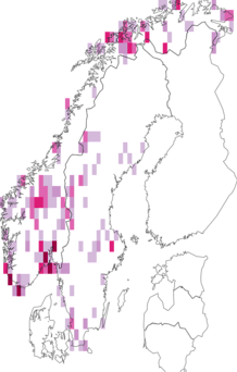 Fyndkarta för Willemia. Datakälla: GBIF