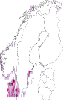 Fyndkarta för havssallater/tarmalger. Datakälla: GBIF