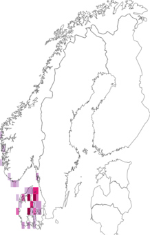 Fyndkarta för Gloiosiphoniaceae. Datakälla: GBIF